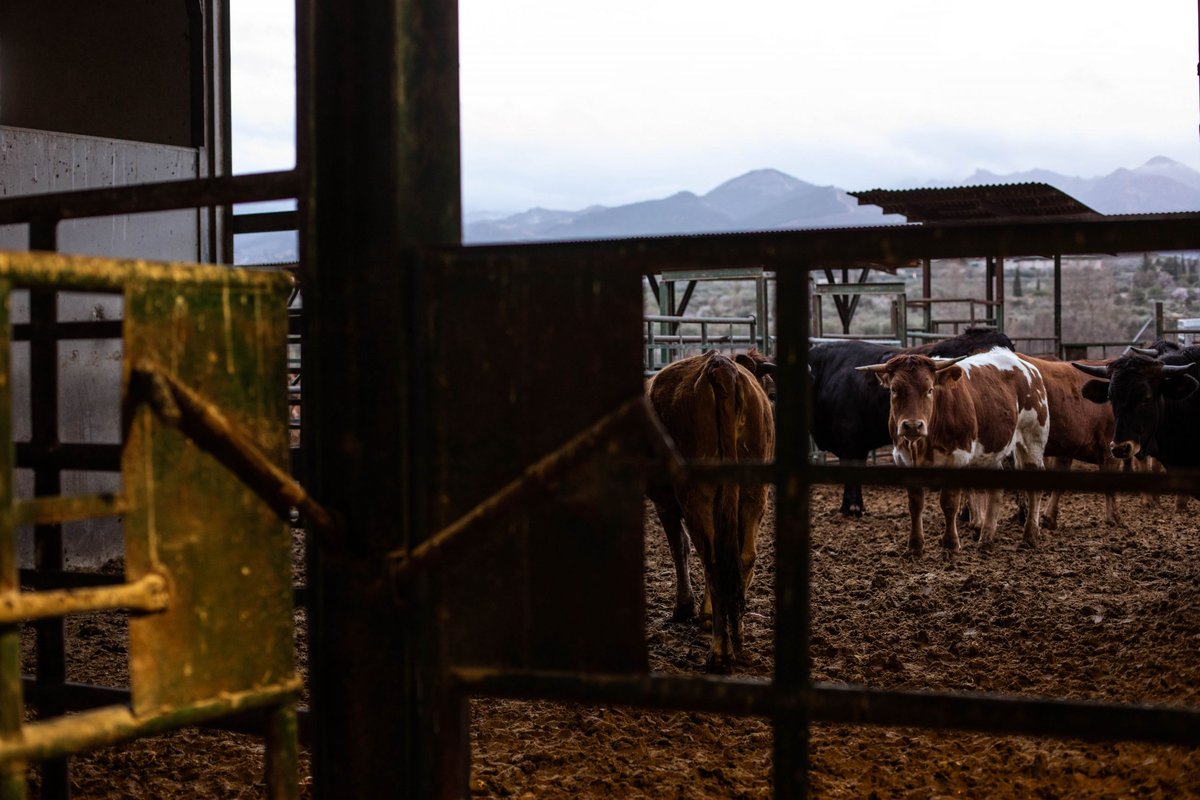Chuletones Raza Pajuna Cortijo Luján